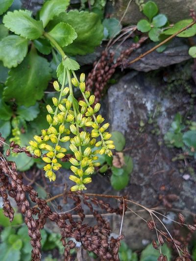 Chiastophyllum oppositifolium, photographed by Martin Kalfatovic