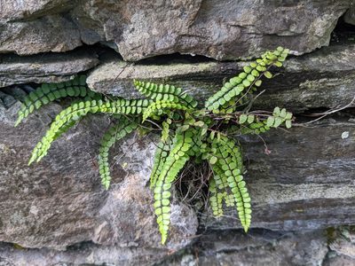 Asplenium trichomanes, photographed by Martin Kalfatovic