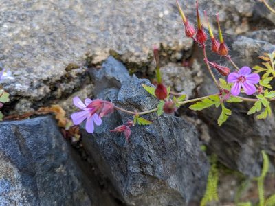 Geranium robertianum, photographed by Martin Kalfatovic