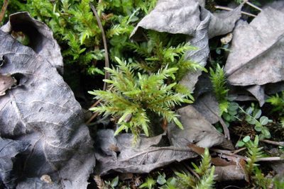 Climacium dendroides, photographed by Оксана Серикова
