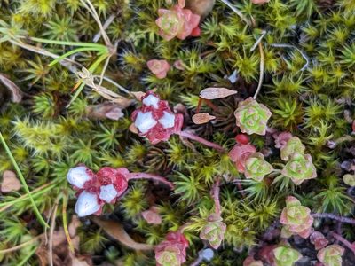 Sedum anglicum, photographed by Martin Kalfatovic