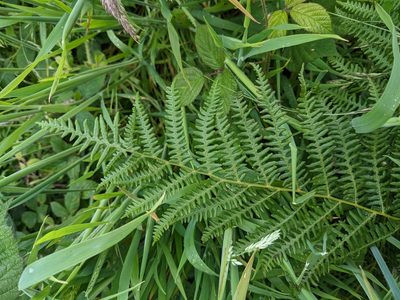 Pteridium aquilinum, photographed by Martin Kalfatovic