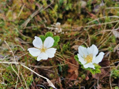 Rubus chamaemorus, photographed by Thor-Rune Hansen