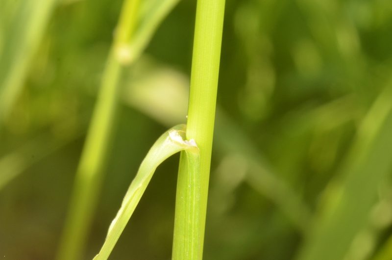 Bromus inermis, photographed by Eugene Popov