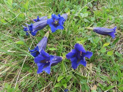 Gentiana acaulis, photographed by Marco Mussita