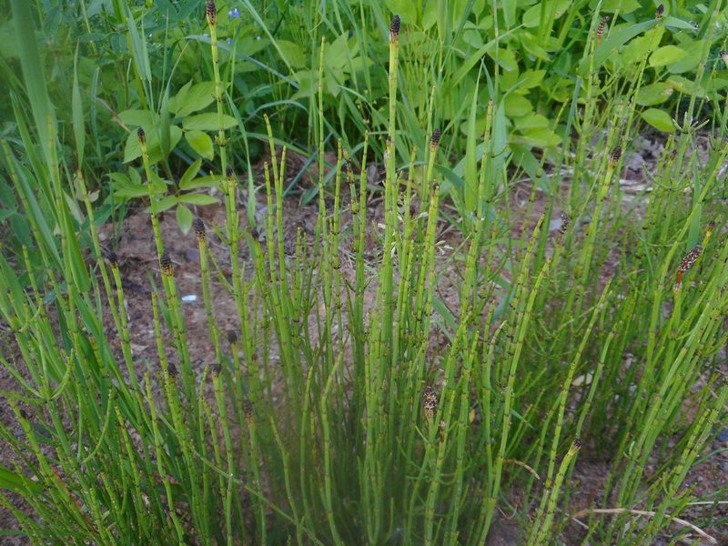 Equisetum palustre, photographed by Eugene Popov