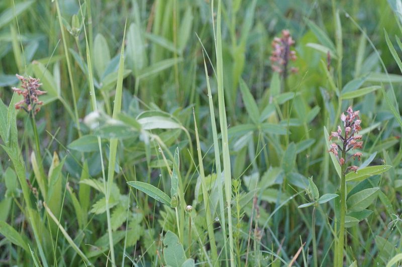Orchis militaris, photographed by evgeniq_benihanov