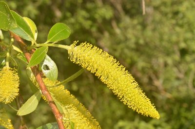 Salix pentandra, photographed by Eugene Popov