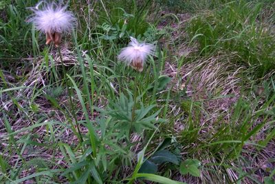 Pulsatilla patens, photographed by Оксана Серикова