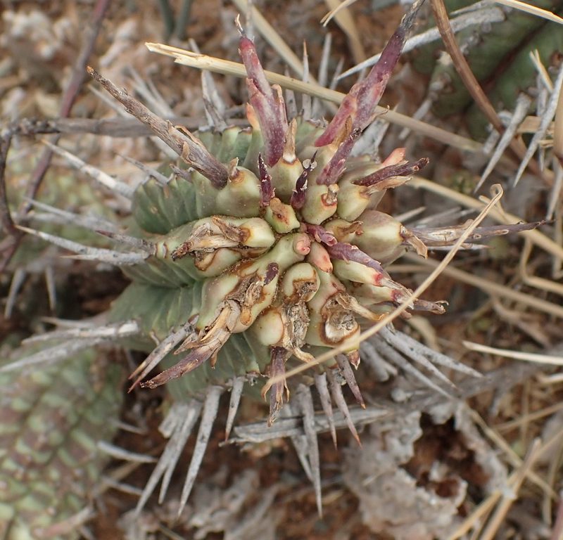 Euphorbia ferox, photographed by Nicola van Berkel