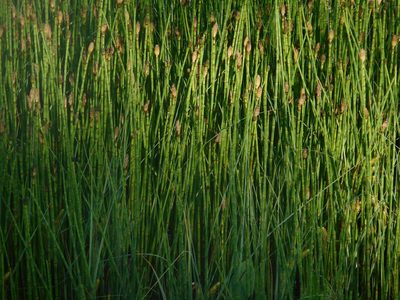 Equisetum fluviatile, photographed by Eugene Popov