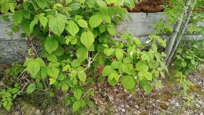 Rubus idaeus, photographed by Tatiana Strus