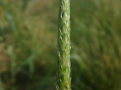 Alopecurus myosuroides, photographed by Daniel Cahen