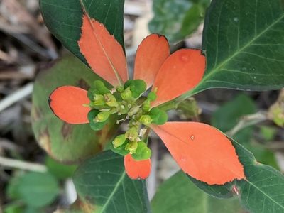 Euphorbia heterophylla, photographed by lymanhc