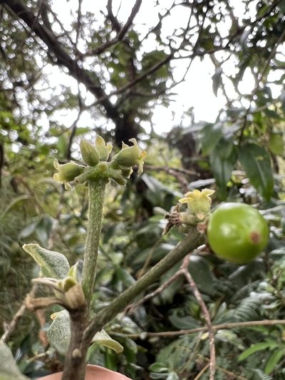 Daphnopsis caracasana, photographed by Nicolás Baresch Uribe