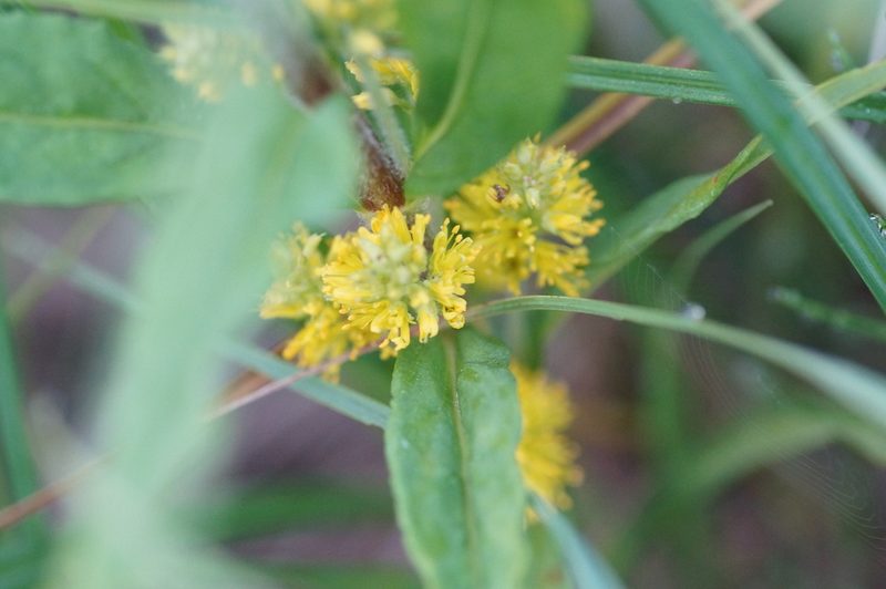 Lysimachia thyrsiflora, photographed by evgeniq_benihanov