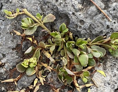 Portulaca oleracea, photographed by Lexi Amico