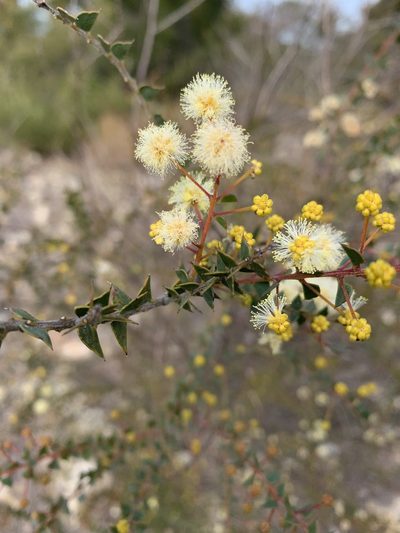 Acacia hubbardiana, photographed by lymanhc