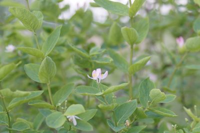 Lonicera tatarica, photographed by evgeniq_benihanov