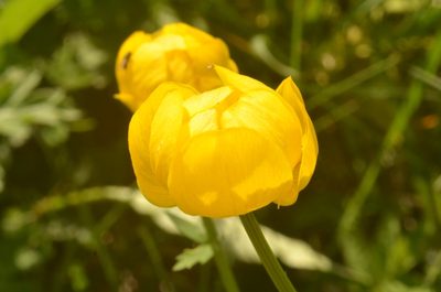 Trollius europaeus, photographed by Eugene Popov