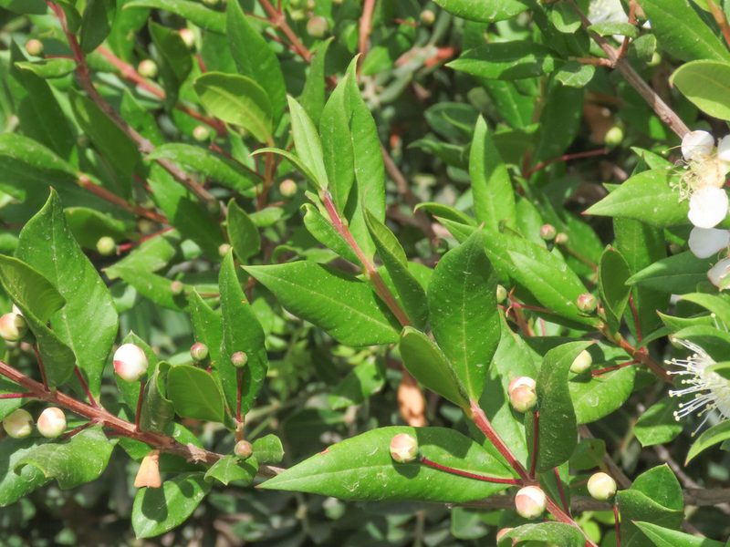 Myrtus communis, photographed by Emanuele Santarelli