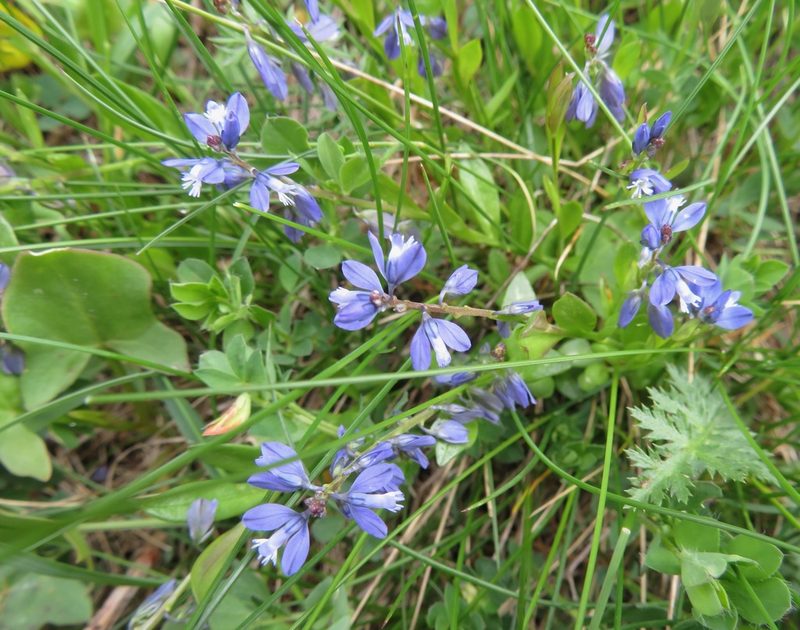 Polygala alpestris, photographed by Marco Mussita