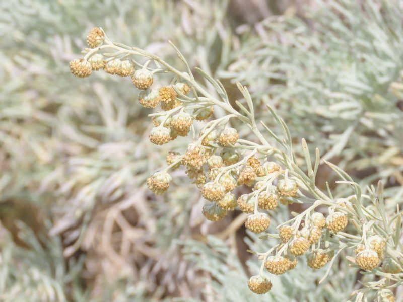 Artemisia arborescens, photographed by Emanuele Santarelli
