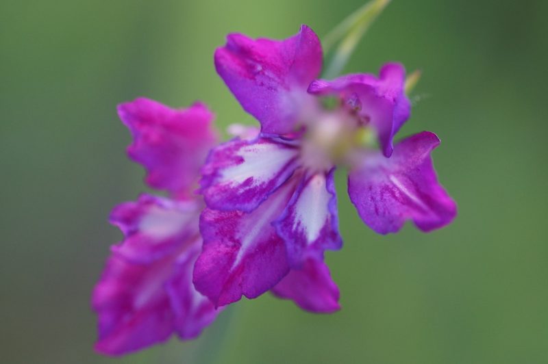 Gladiolus imbricatus, photographed by evgeniq_benihanov