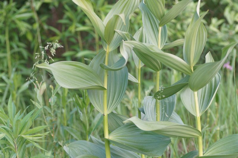 Veratrum lobelianum, photographed by evgeniq_benihanov