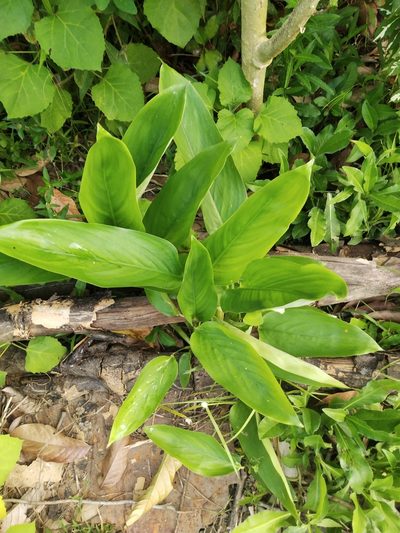 Maranta arundinacea, photographed by Greg III Espera