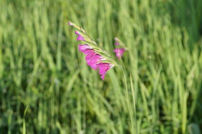 Gladiolus imbricatus, photographed by evgeniq_benihanov