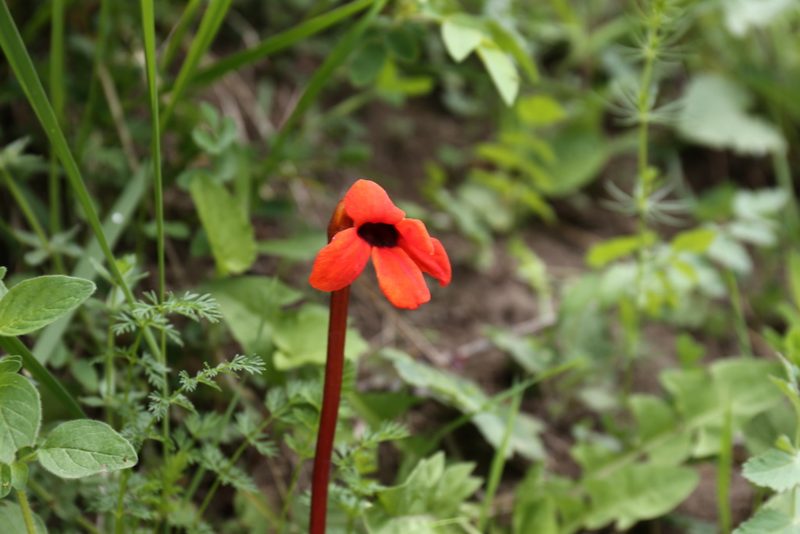 Phelypaea coccinea, photographed by Марина Ландшафтное бюро LOOK