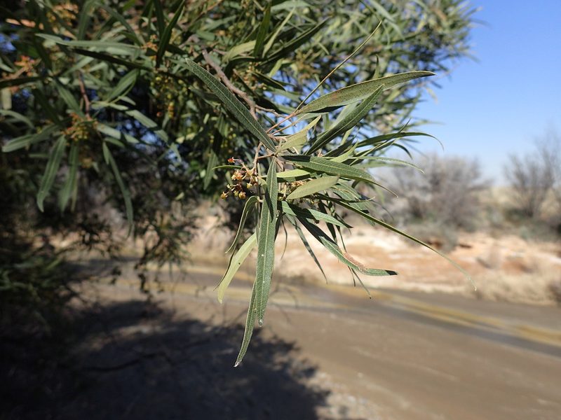 Searsia lancea, photographed by Mahomed Desai