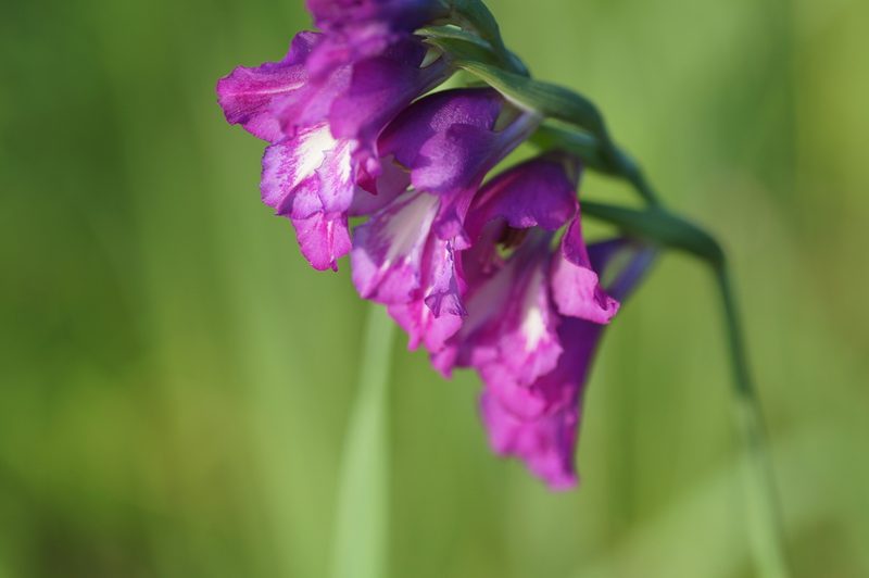 Gladiolus tenuis, photographed by evgeniq_benihanov