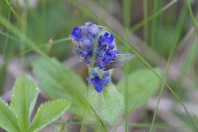 Ajuga genevensis, photographed by evgeniq_benihanov