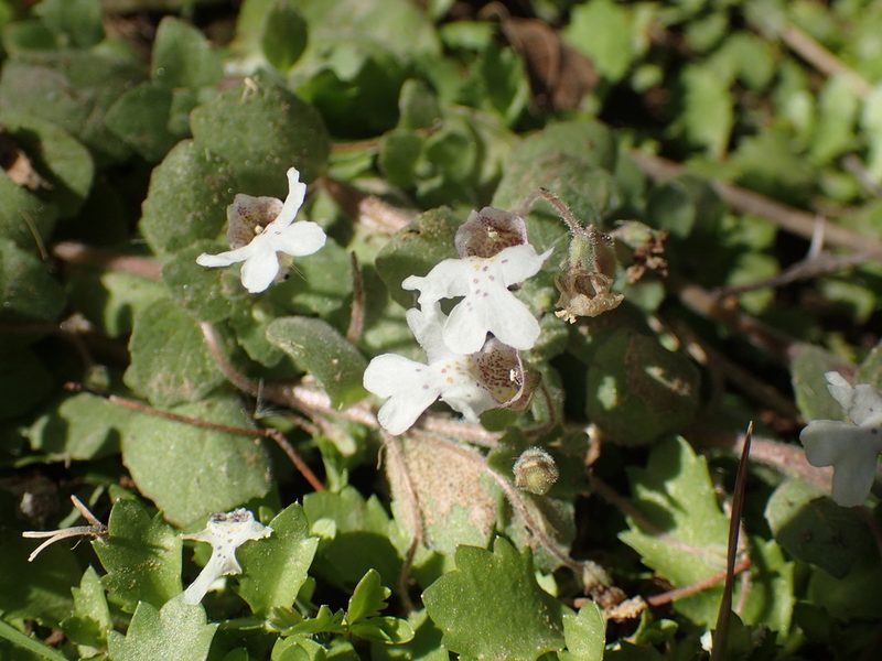 Diclis petiolaris, photographed by Mahomed Desai