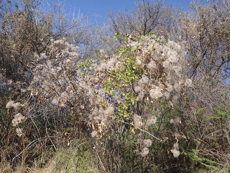 Clematis brachiata, photographed by Mahomed Desai