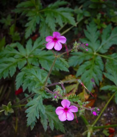 Geranium palmatum, photographed by desertnaturalist