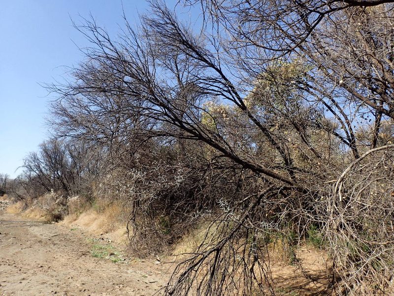 Vachellia karroo, photographed by Mahomed Desai