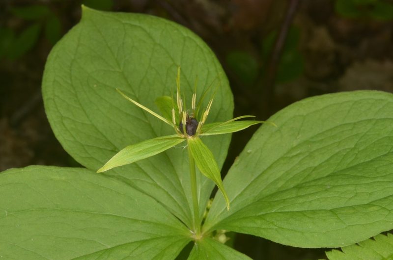 Paris quadrifolia, photographed by Eugene Popov