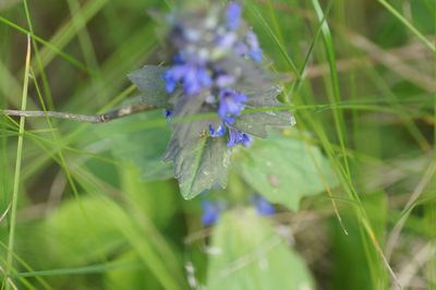 Ajuga genevensis, photographed by evgeniq_benihanov