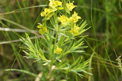 Euphorbia virgata