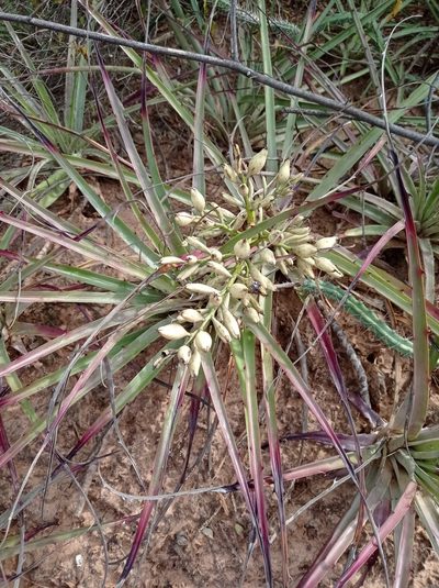 Bromelia hieronymi, photographed by Luis Recalde