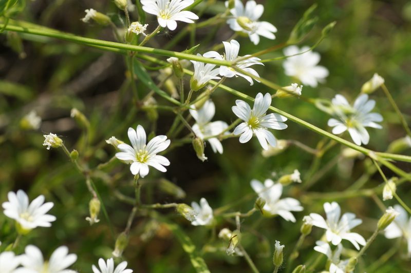 Cerastium arvense, photographed by evgeniq_benihanov