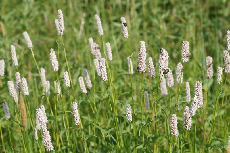 Persicaria bistorta, photographed by evgeniq_benihanov