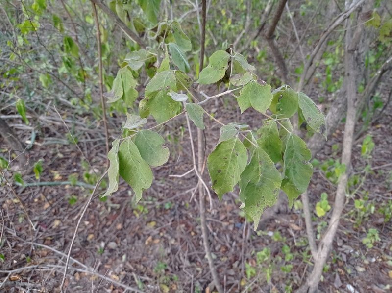 Handroanthus impetiginosus, photographed by Luis Recalde