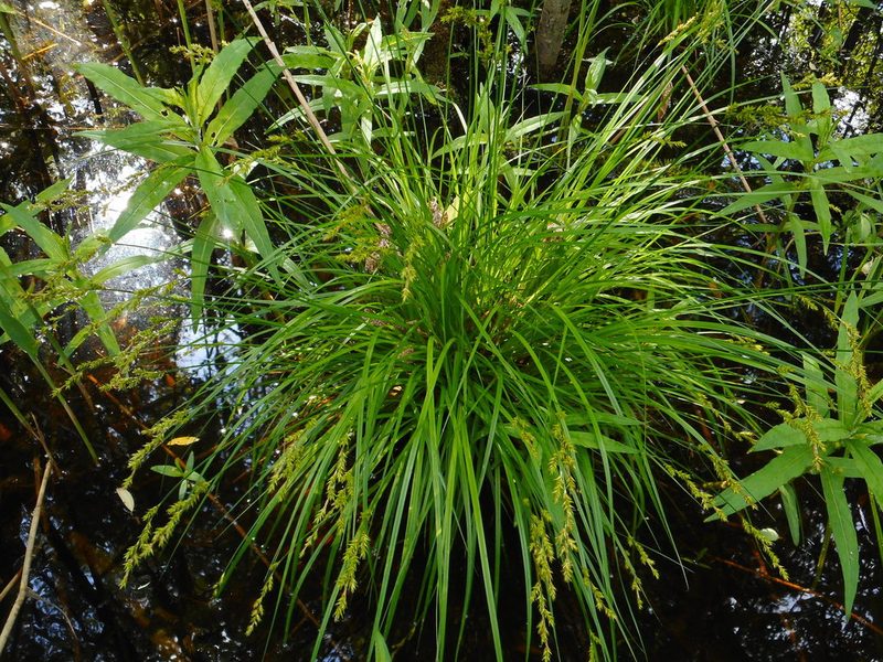 Carex elongata, photographed by Eugene Popov