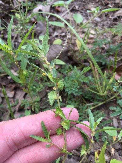 Acalypha monococca, photographed by Sam Kieschnick