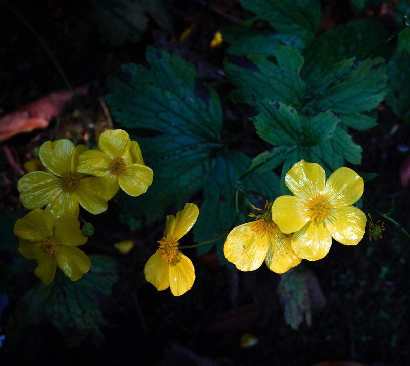 Ranunculus cortusifolius, photographed by desertnaturalist
