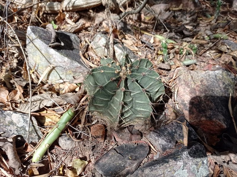 Gymnocalycium friedrichii, photographed by Luis Recalde